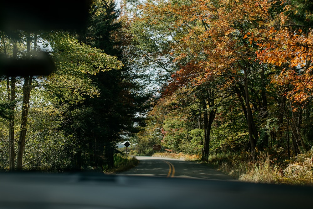 person riding bicycle on road between trees during daytime