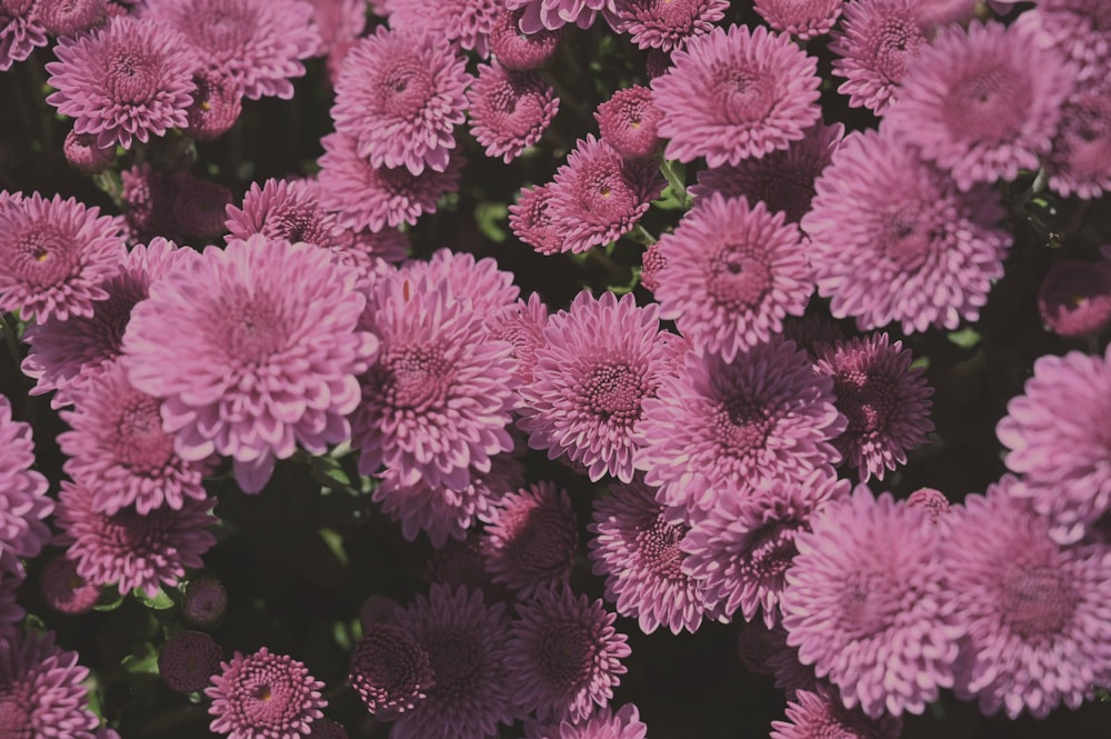 pink flowers in close up photography