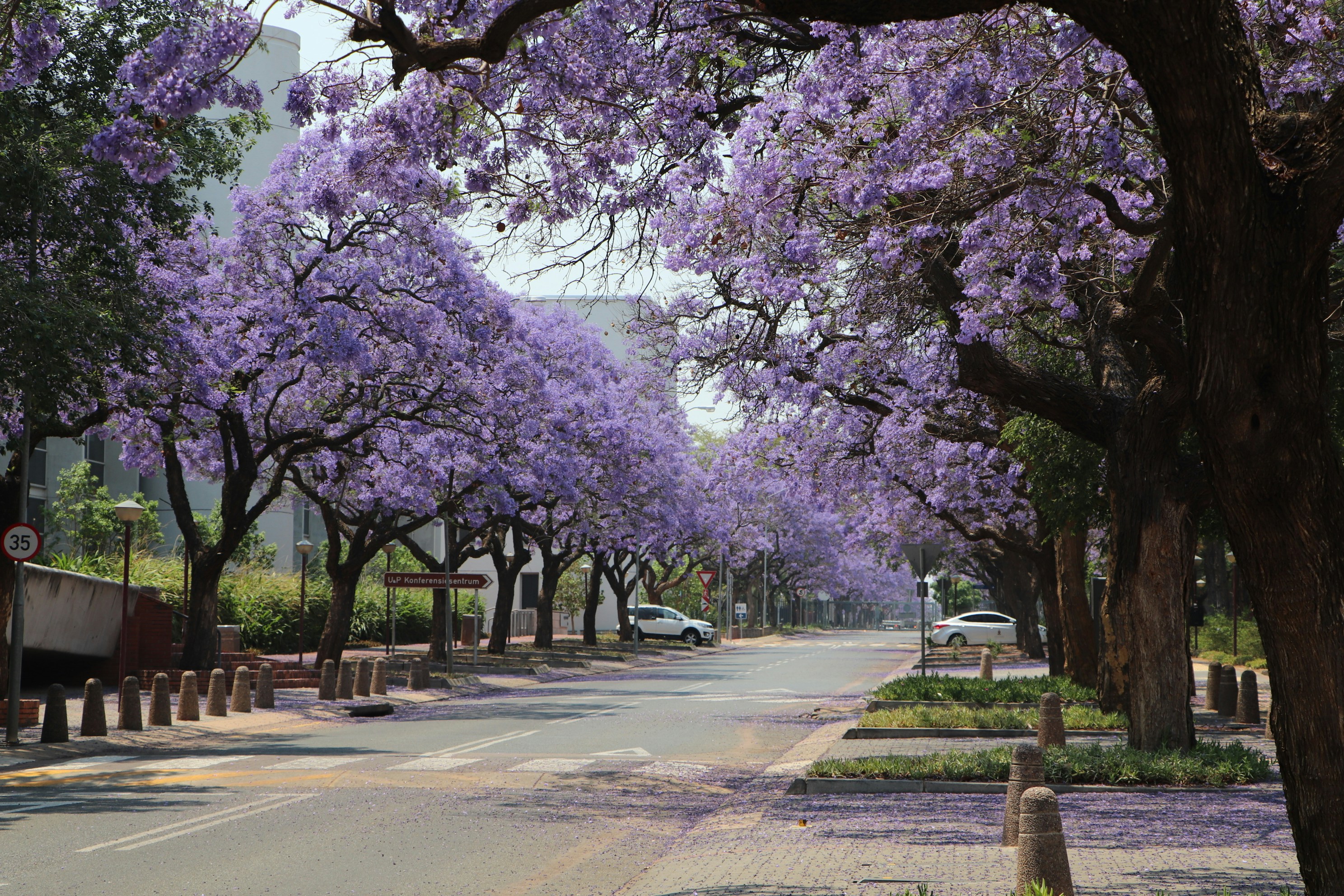 people walking on sidewalk with trees on side