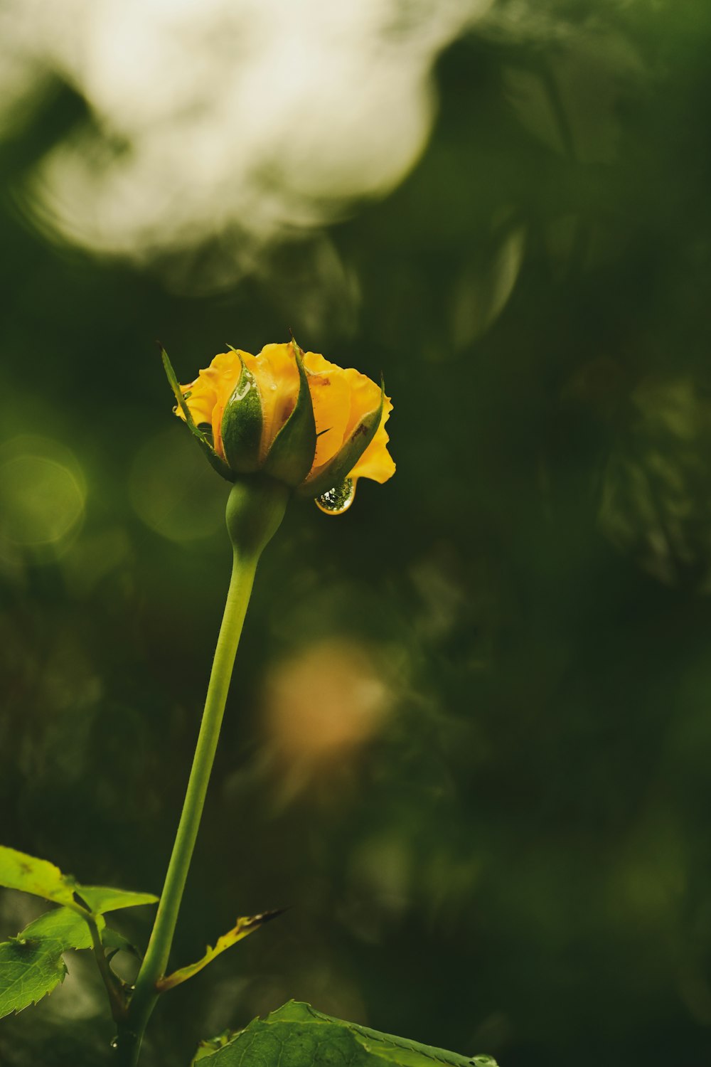 yellow flower in tilt shift lens