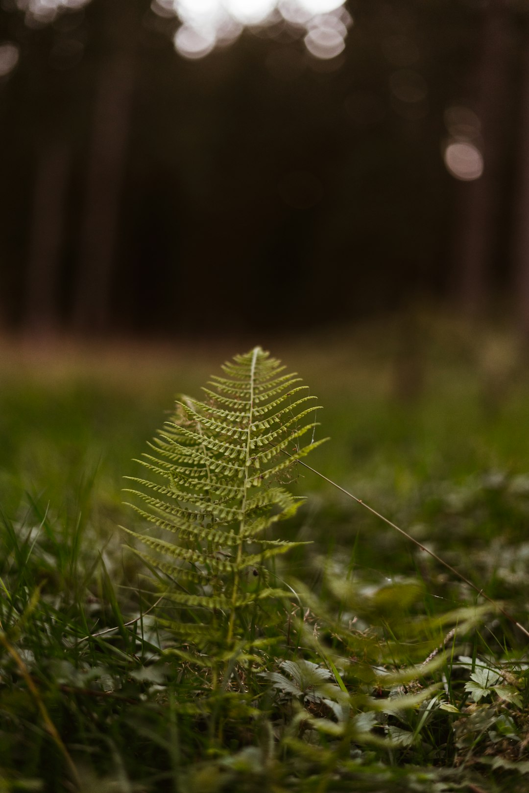 green grass with water droplets