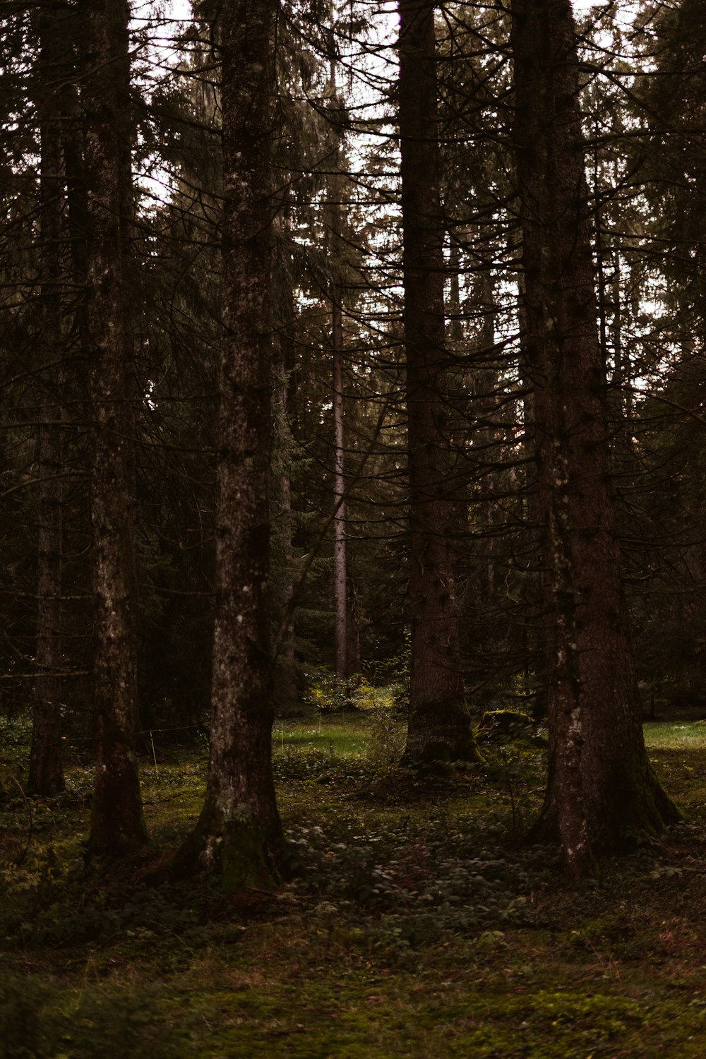 green trees on forest during daytime