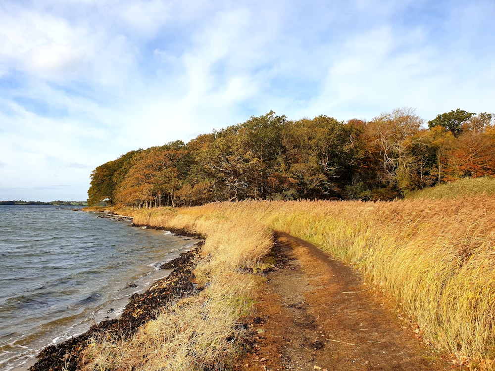 green trees beside body of water during daytime