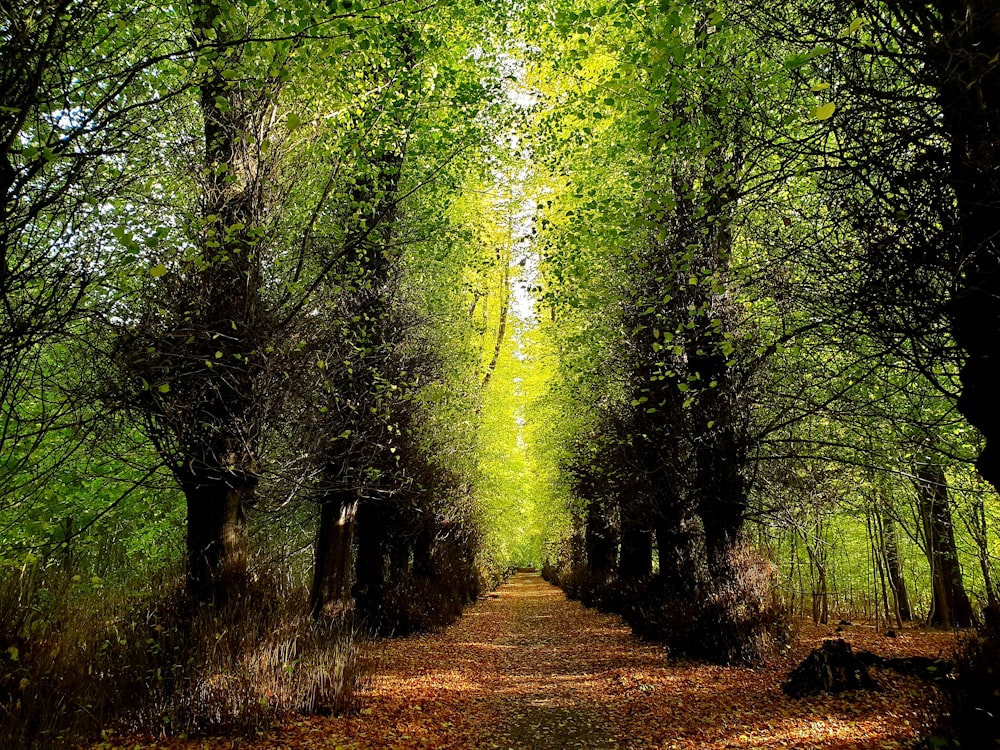 green trees on brown field during daytime