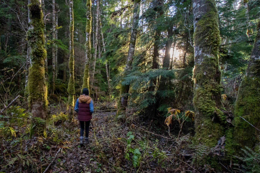 personne en veste rouge marchant sur la forêt pendant la journée