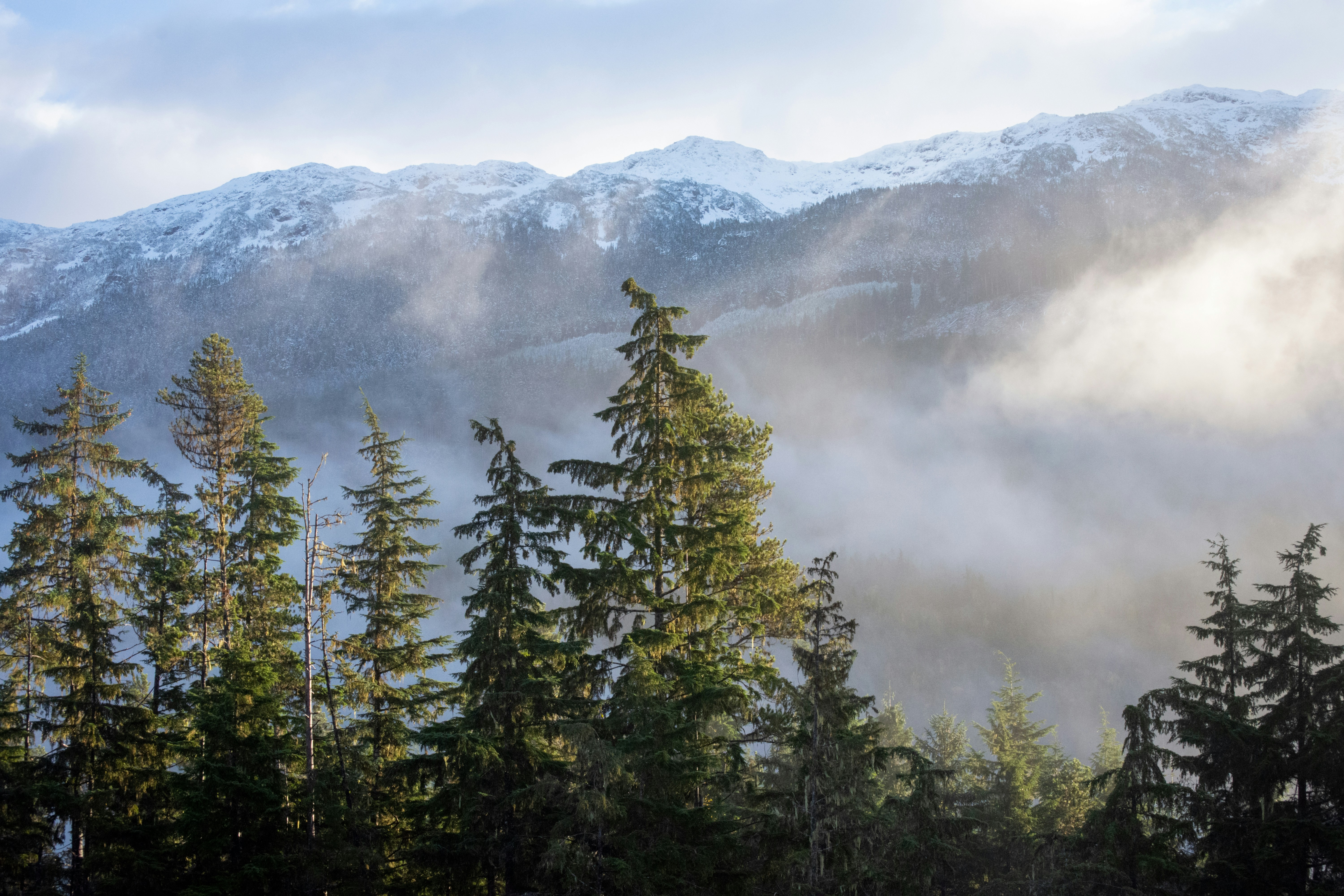 green pine trees on mountain