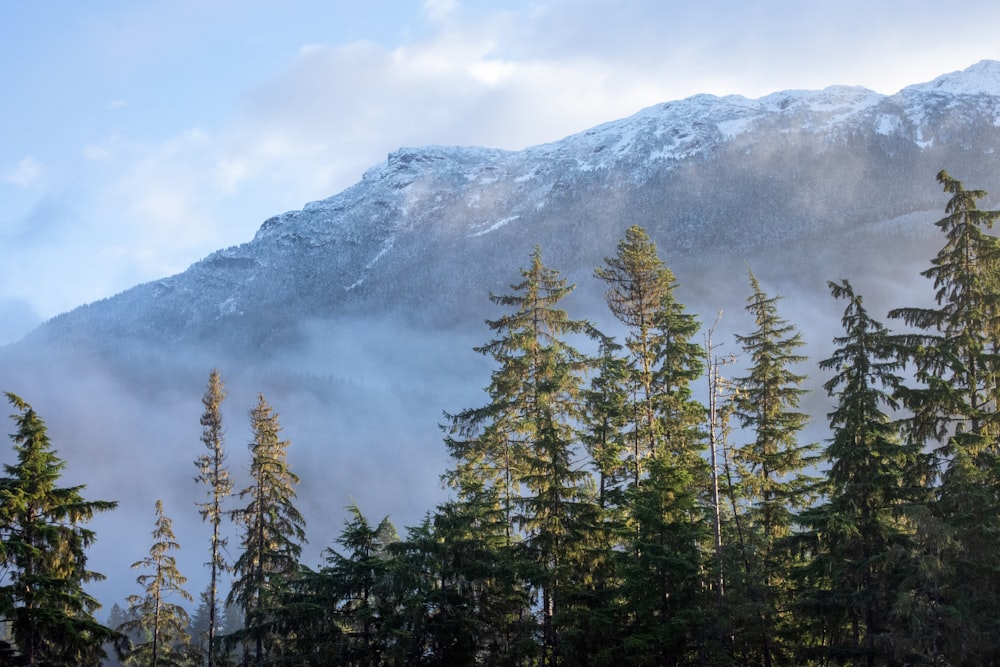 green pine trees near mountain under white clouds during daytime