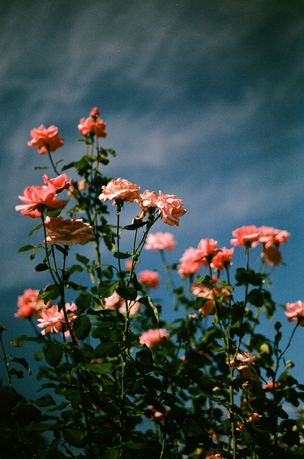 red flowers under blue sky