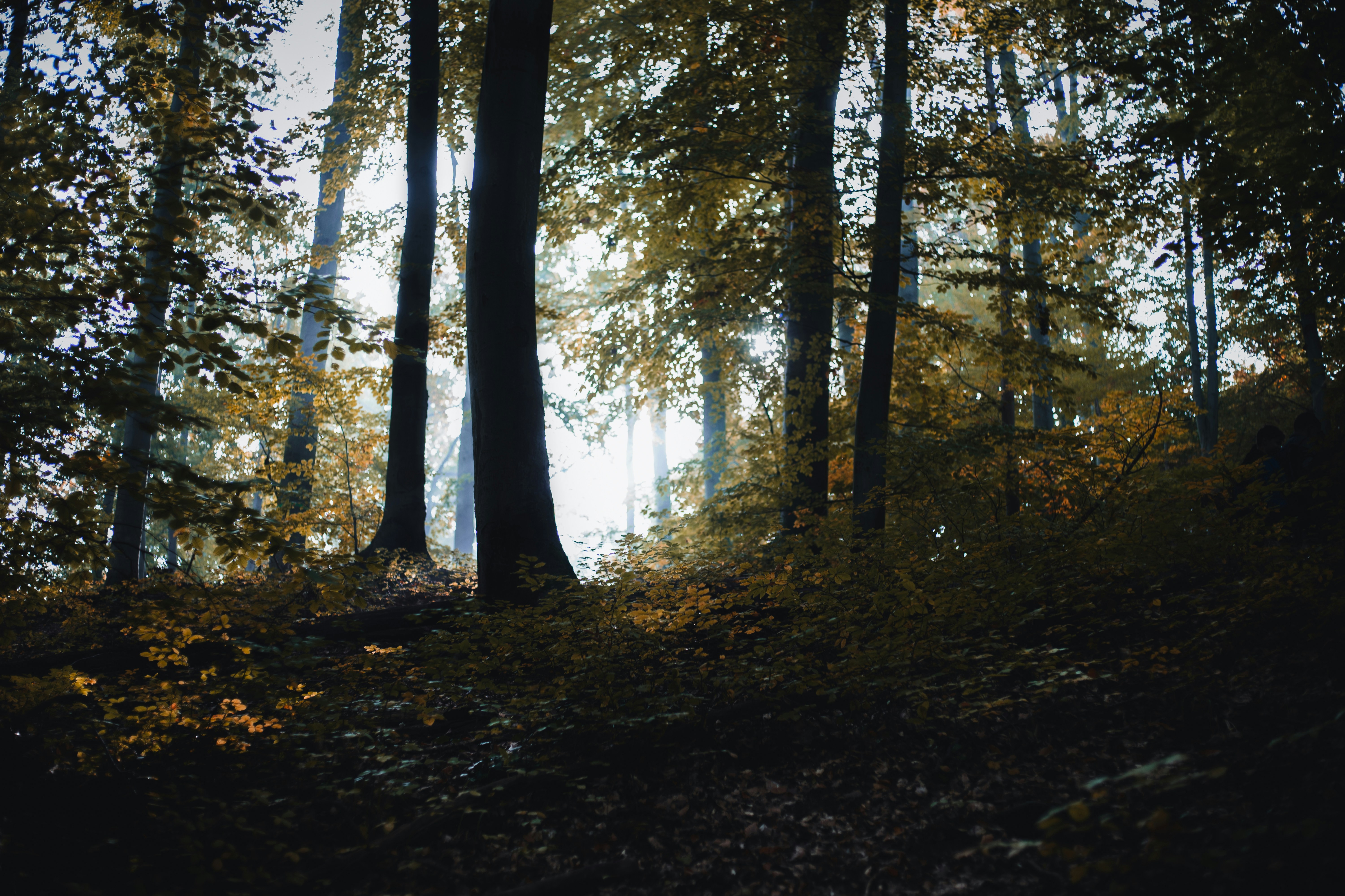 brown and green trees during daytime