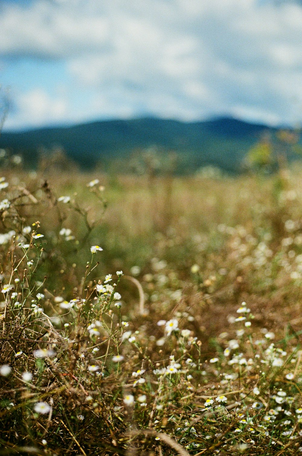 brown grass field during daytime