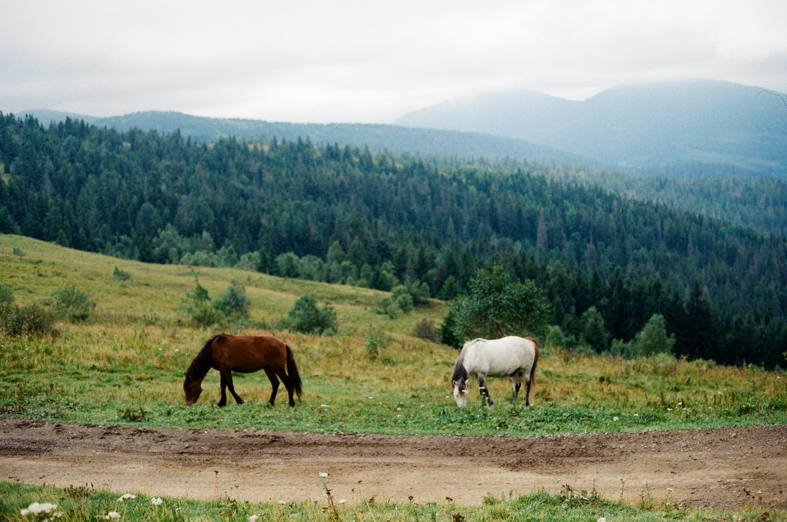 Photo by olenkasergienko