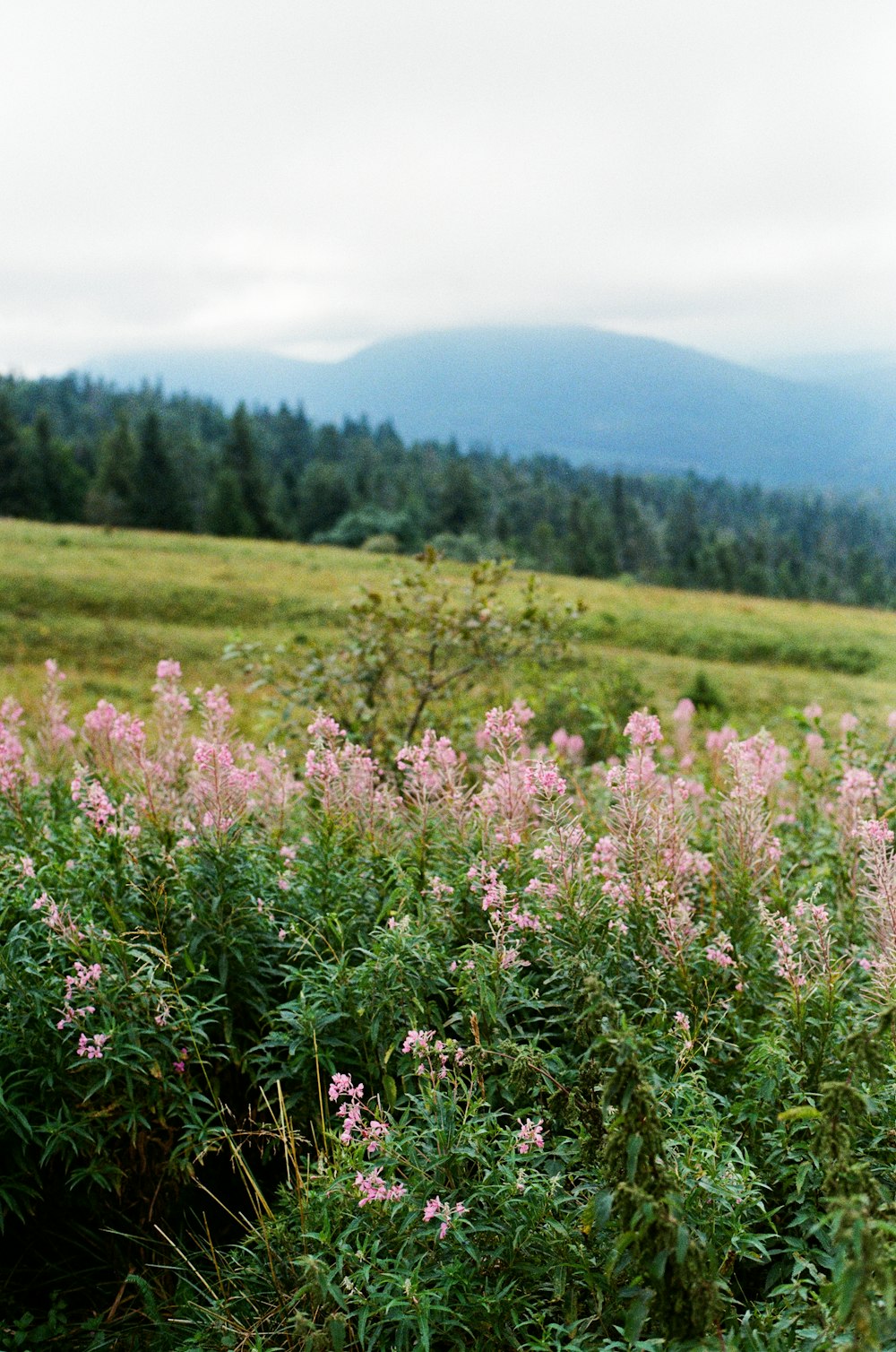 purple flower field during daytime