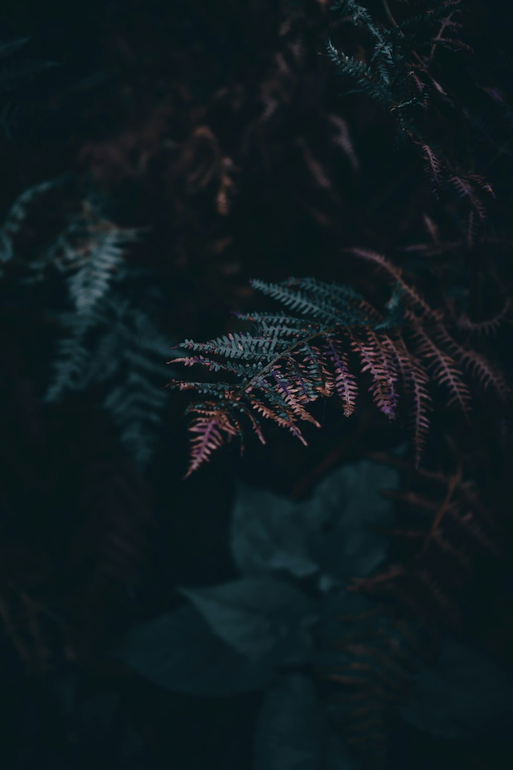 green fern plant in close up photography