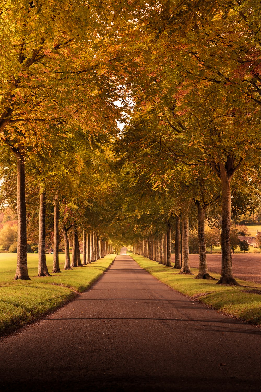 gray concrete pathway between green trees during daytime