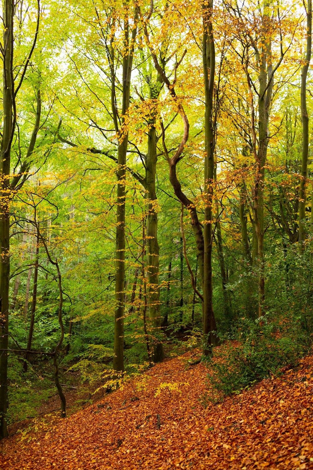 green and brown trees during daytime