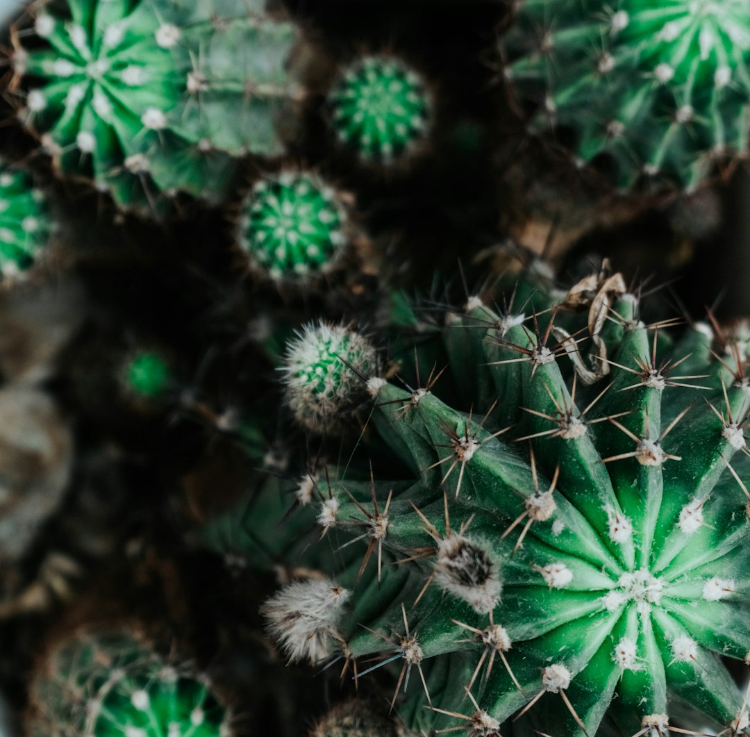 green and white plant in close up photography