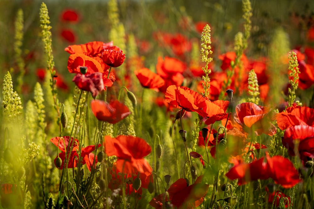 fleurs rouges avec des feuilles vertes