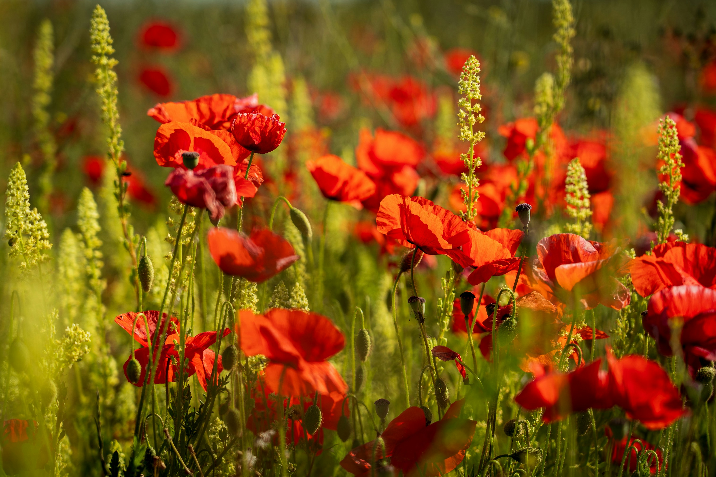 Red poppies, a sign of remembrance, in a field in the countryside.