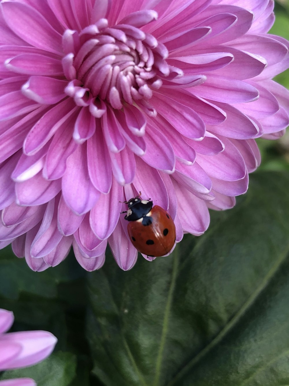 ladybug perched on pink flower in close up photography during daytime