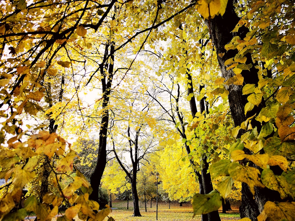 yellow leaf trees during daytime