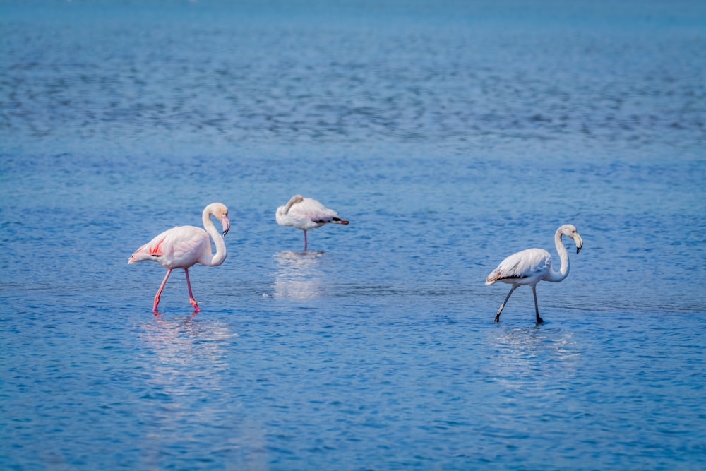 white flamingo on water during daytime