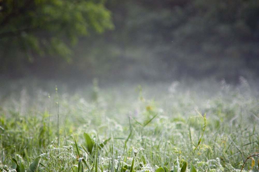 green grass field during daytime