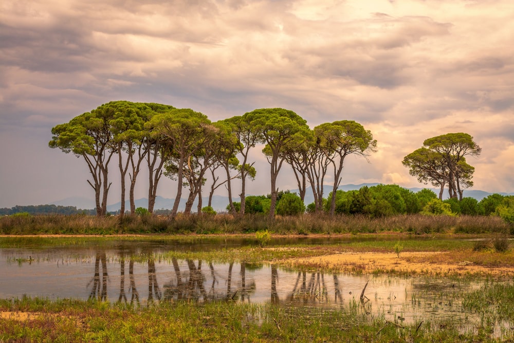 green trees on body of water during daytime