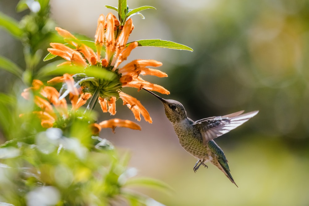 green and gray humming bird flying over yellow flowers