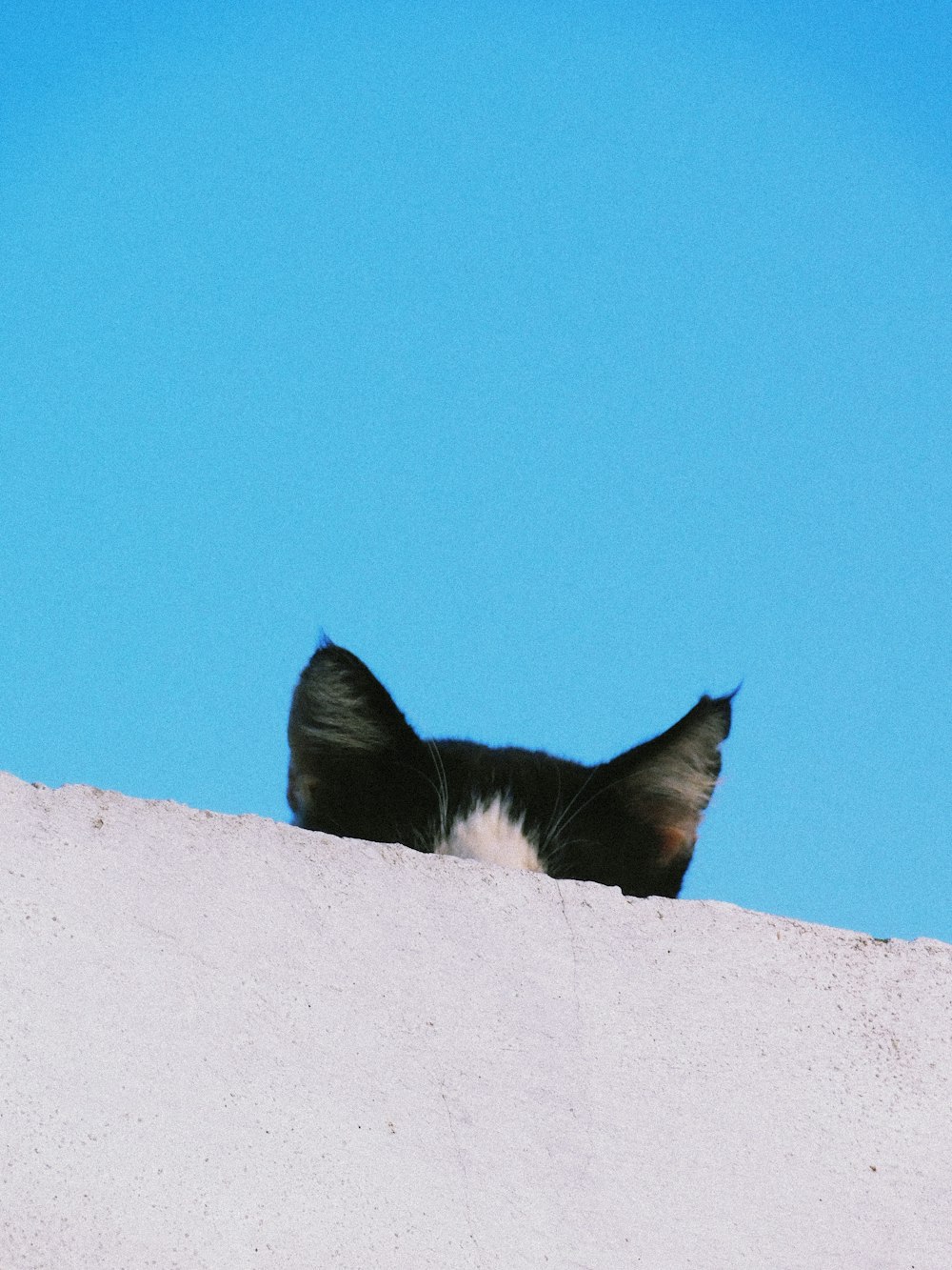 black and white cat on white concrete wall