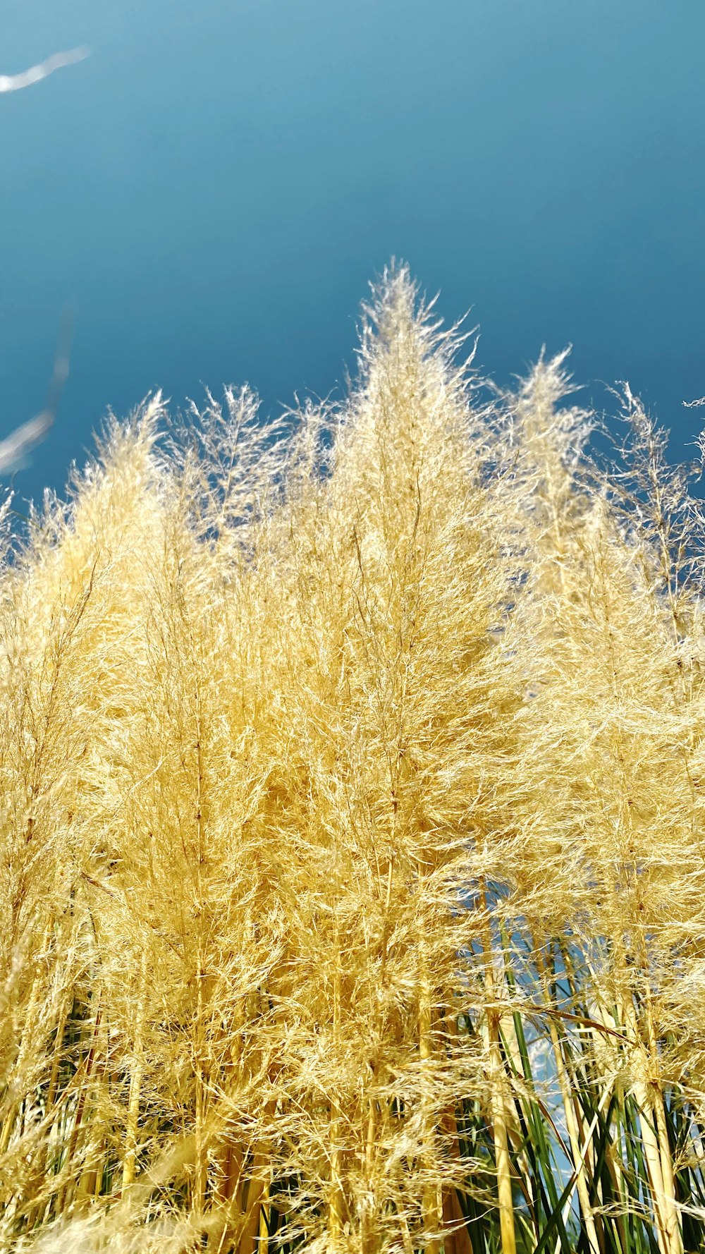 brown grass field during daytime