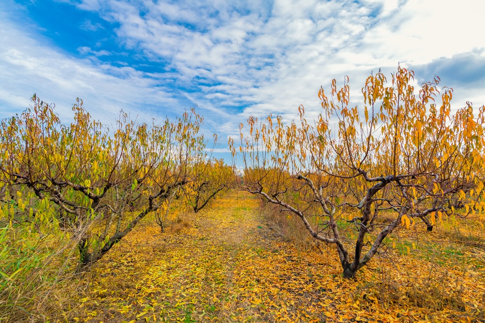 brown trees on yellow grass field under blue sky and white clouds during daytime