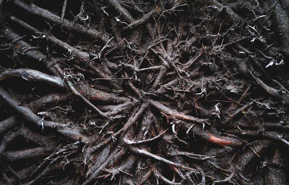 brown and black tree branches