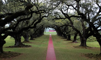 green grass field with trees