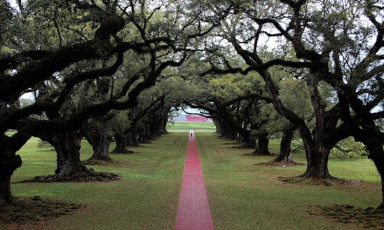 green grass field with trees