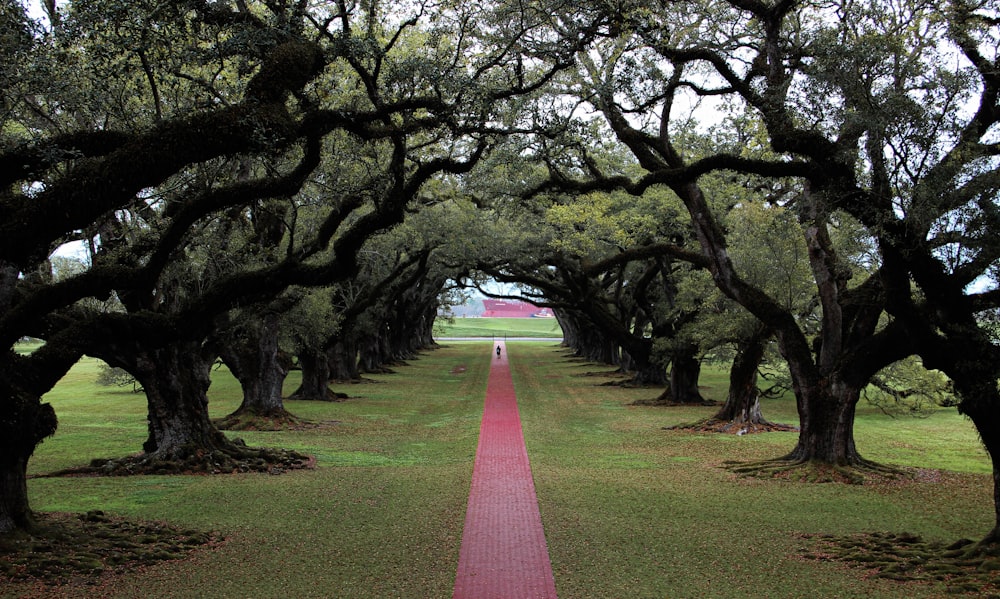 green grass field with trees