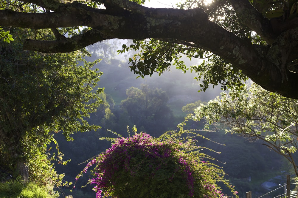 purple flowers on tree branch during daytime