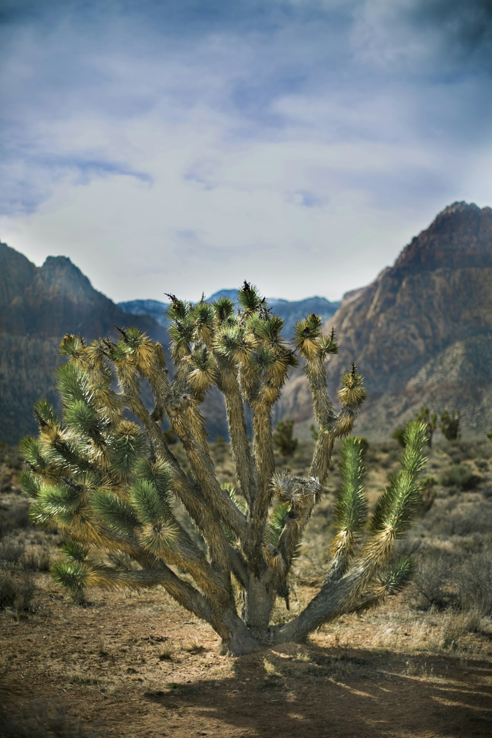 green cactus plant on brown mountain during daytime