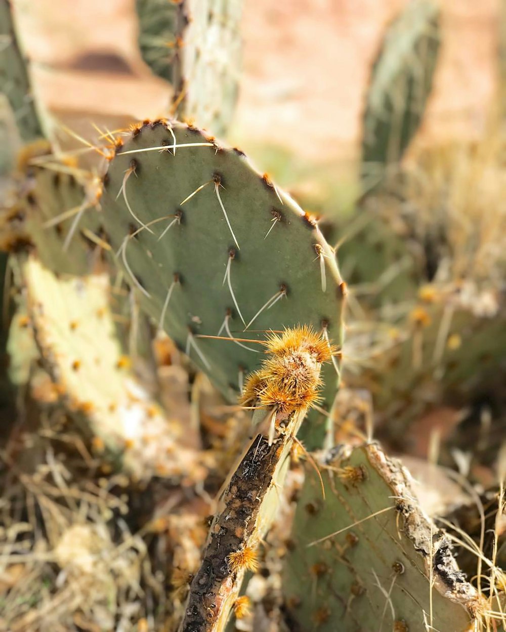 green cactus in close up photography