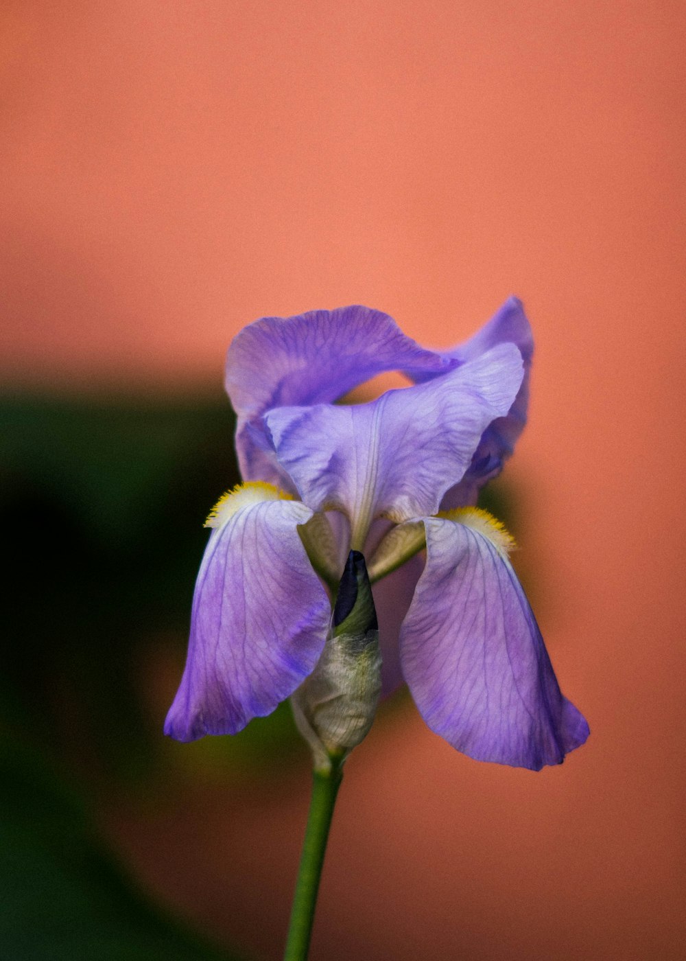 purple flower in macro shot