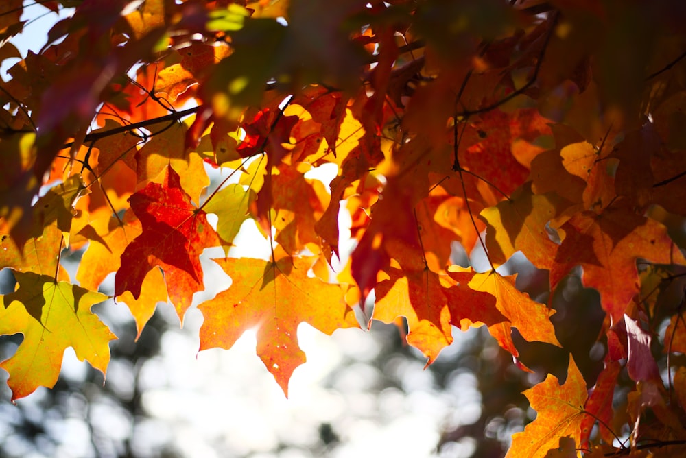 brown maple leaves in tilt shift lens