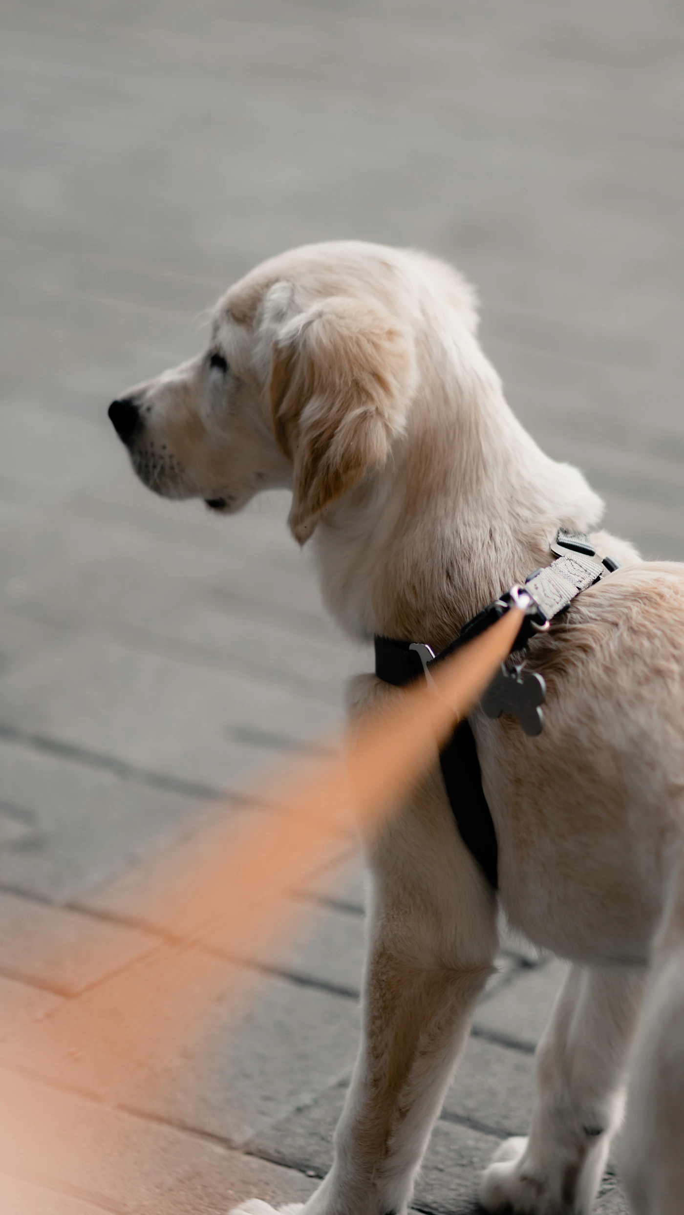 A yellow Labrador retriever on a black leash sitting calmly beside its handler