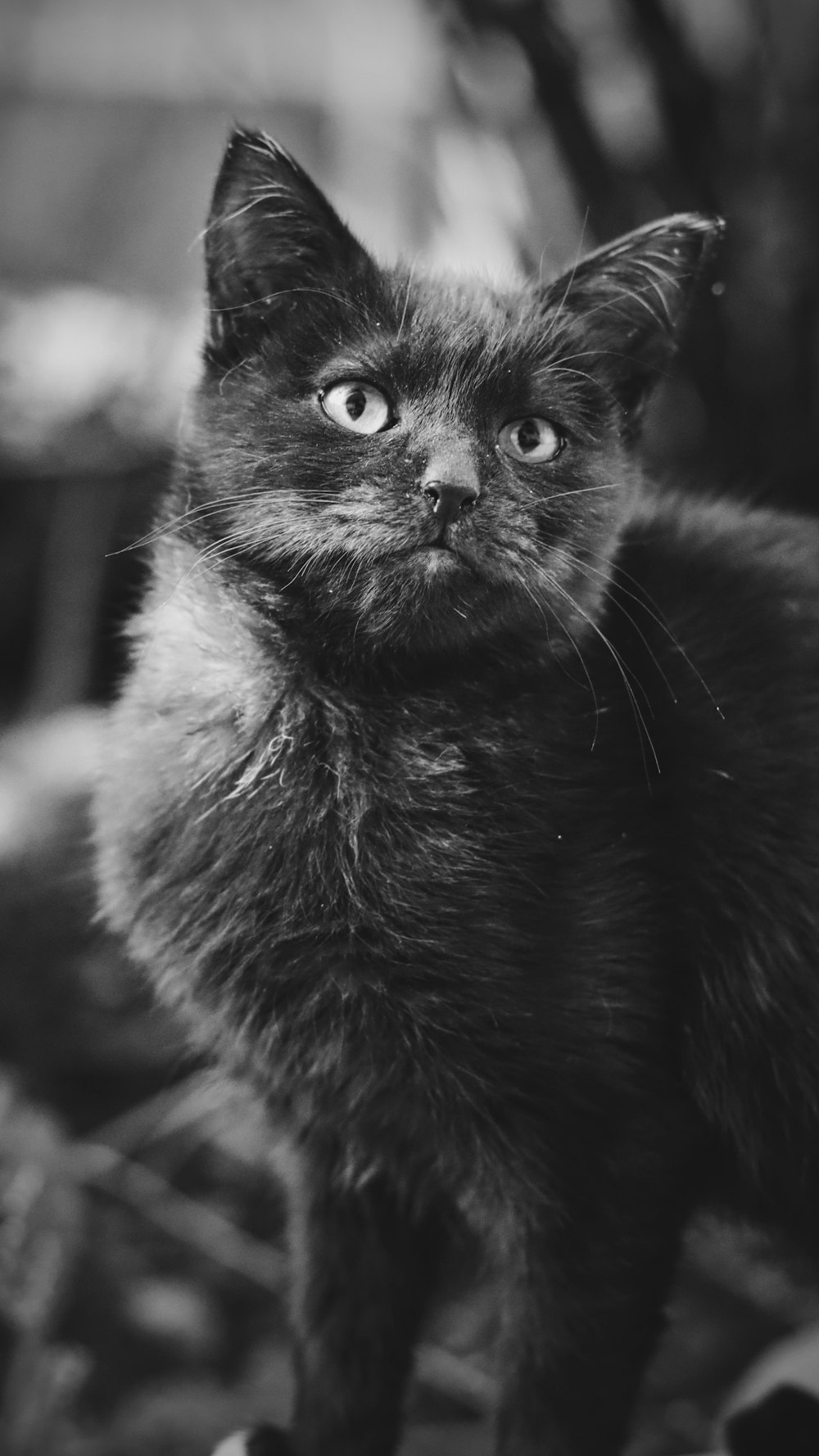 gatto nero in fotografia in scala di grigi