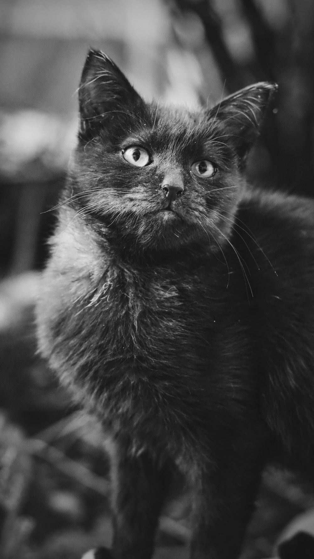 black cat in grayscale photography