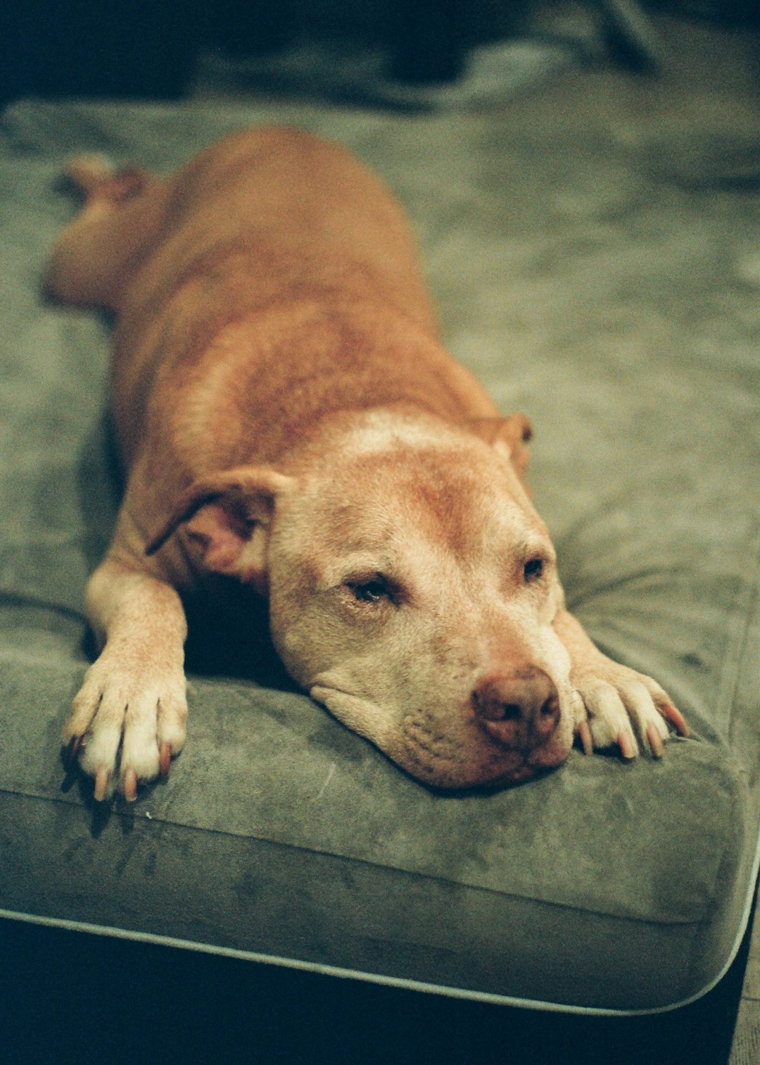 brown and white american pitbull terrier mix lying on the floor
