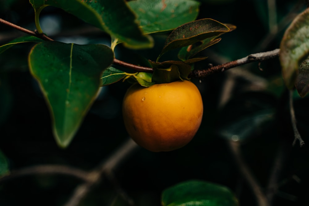 Fruit orange sur feuilles vertes