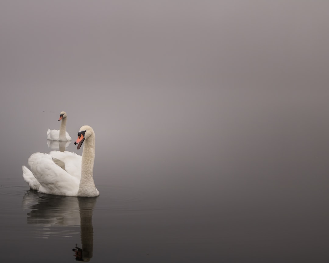 white swan on water during daytime