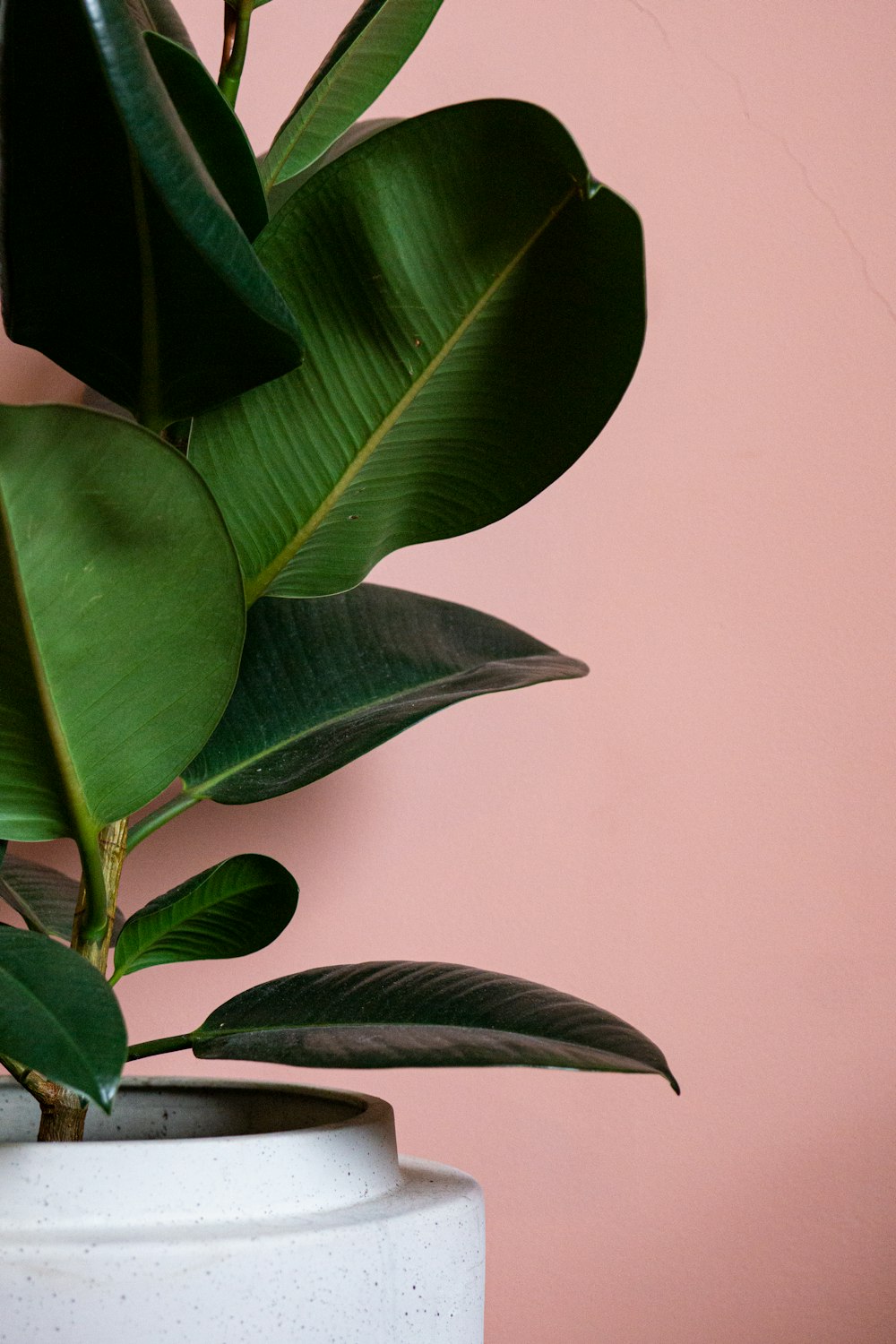 green leaf plant near white wall