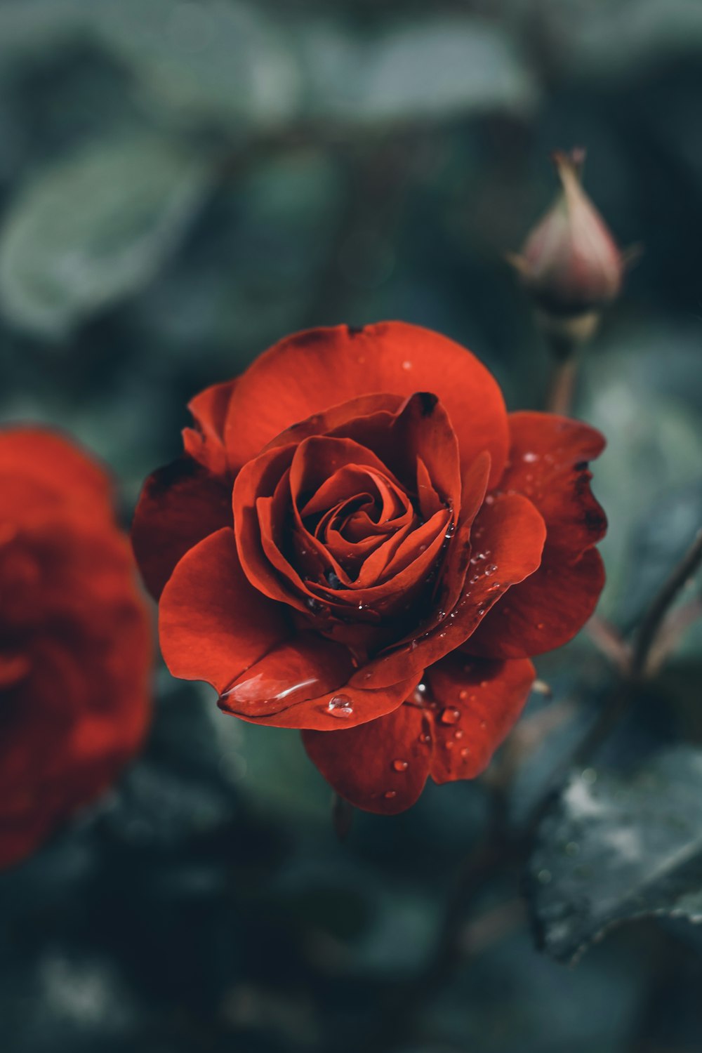 クローズアップ写真で咲く赤いバラ