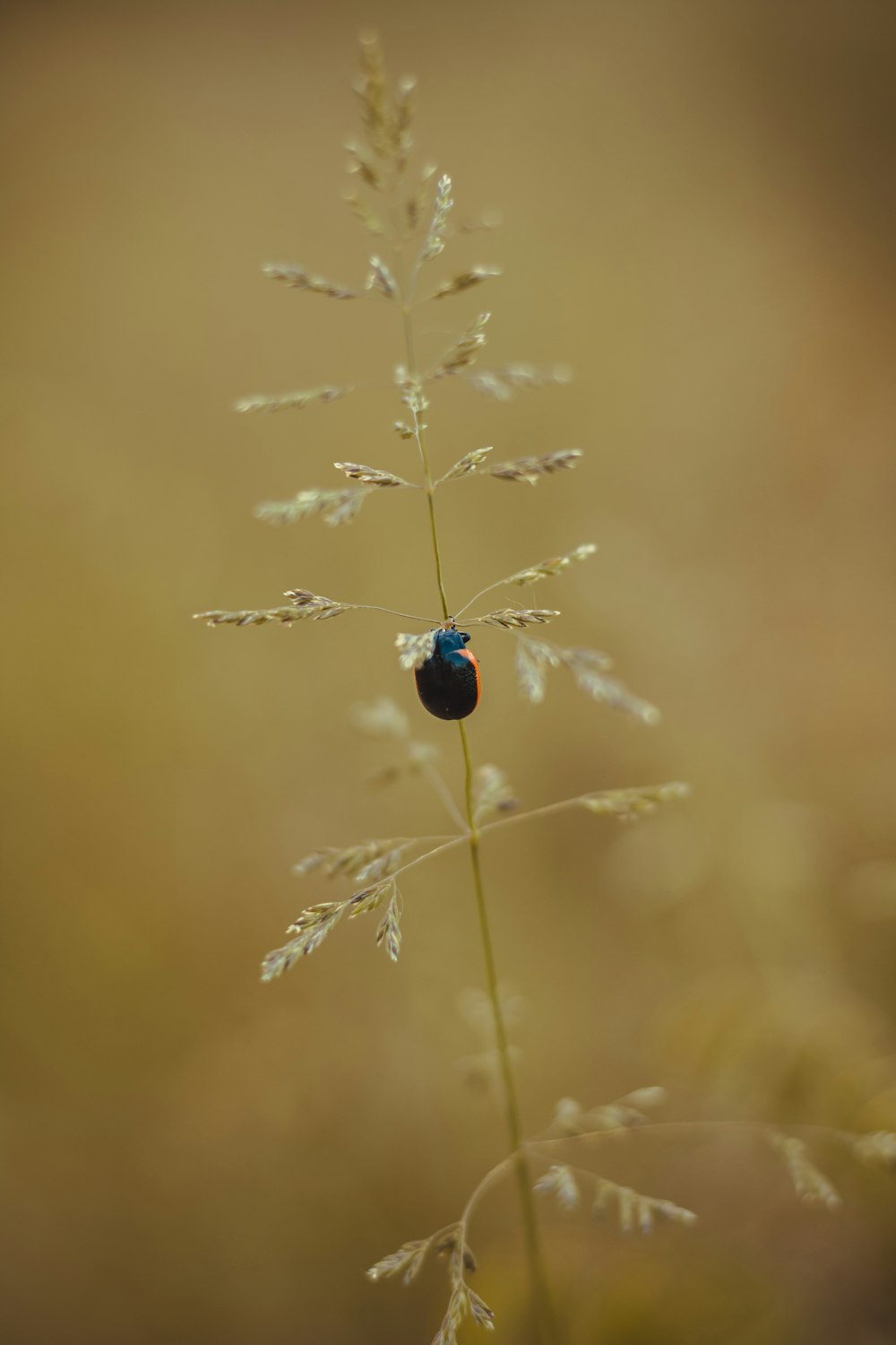a small blue bug sitting on top of a plant