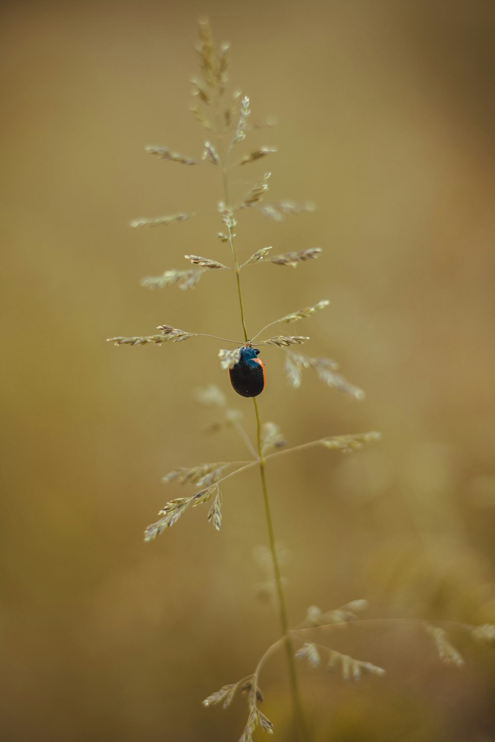 ein kleiner blauer Käfer, der auf einer Pflanze sitzt